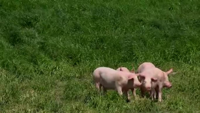 猪在户外繁殖，生物，食物