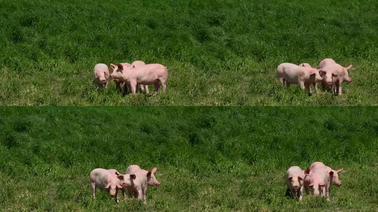 猪在户外繁殖，生物，食物