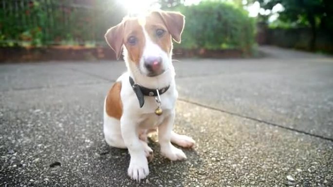 小杰克罗素梗狗看着镜头