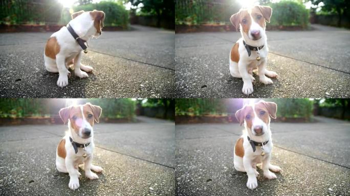 小杰克罗素梗狗看着镜头