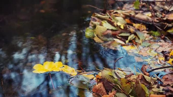 河里漂浮的落叶