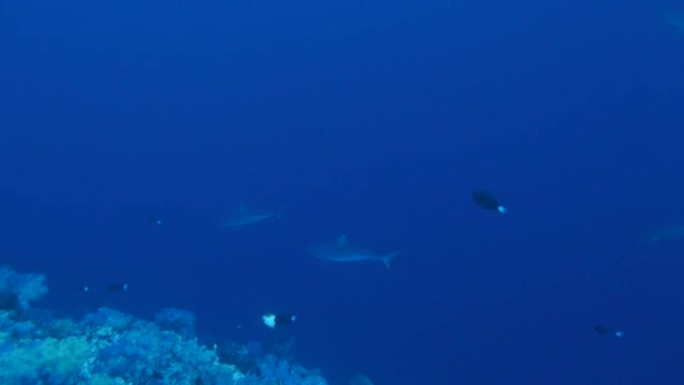 一群在深海游泳的鲨鱼