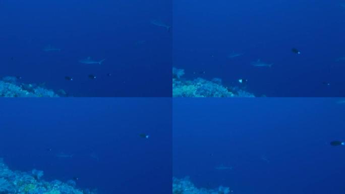 一群在深海游泳的鲨鱼
