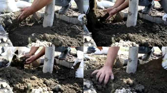 园丁手为地面上的幼苗准备土壤