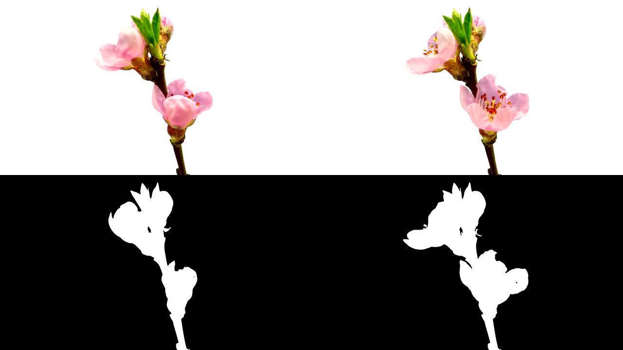 在4k延时电影中，桃花在色度关键背景下绽放。在移动时间推移中生长的李属。阿尔法通道包括