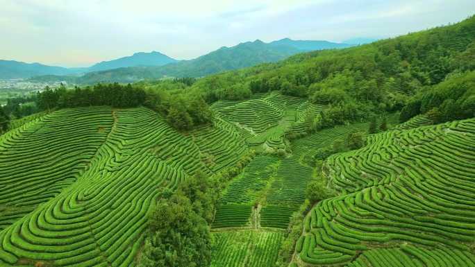 航拍武夷山燕子窠生态茶园、茶山、岩茶山场