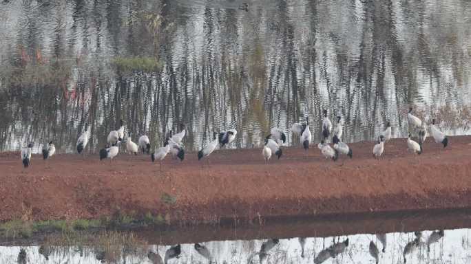 一群黑颈鹤在湖岸歇息