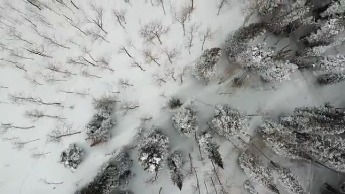 白雪皑皑的松树林往下看