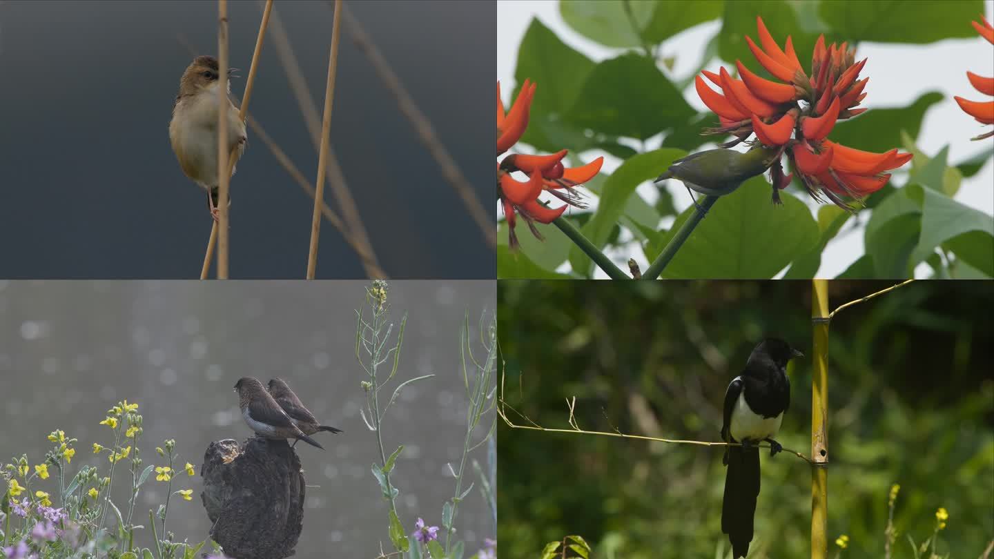 4K合集实拍夏至夏天来了各种鸟在树林枝头
