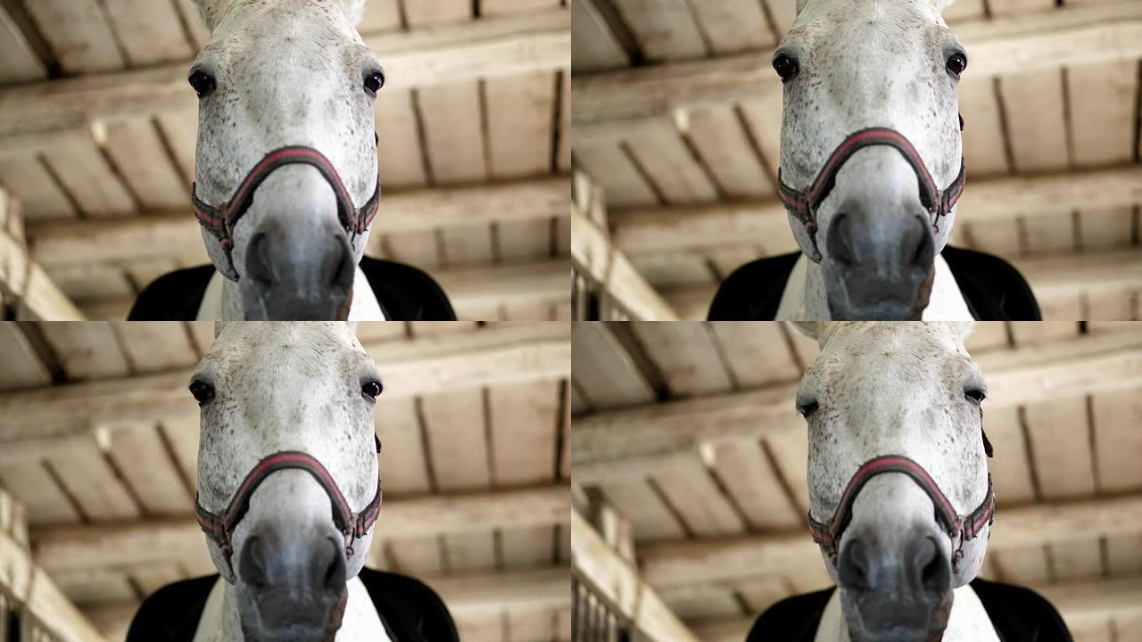 白马的肖像，马的枪口特写。这匹马直接看着镜头。在马厩里