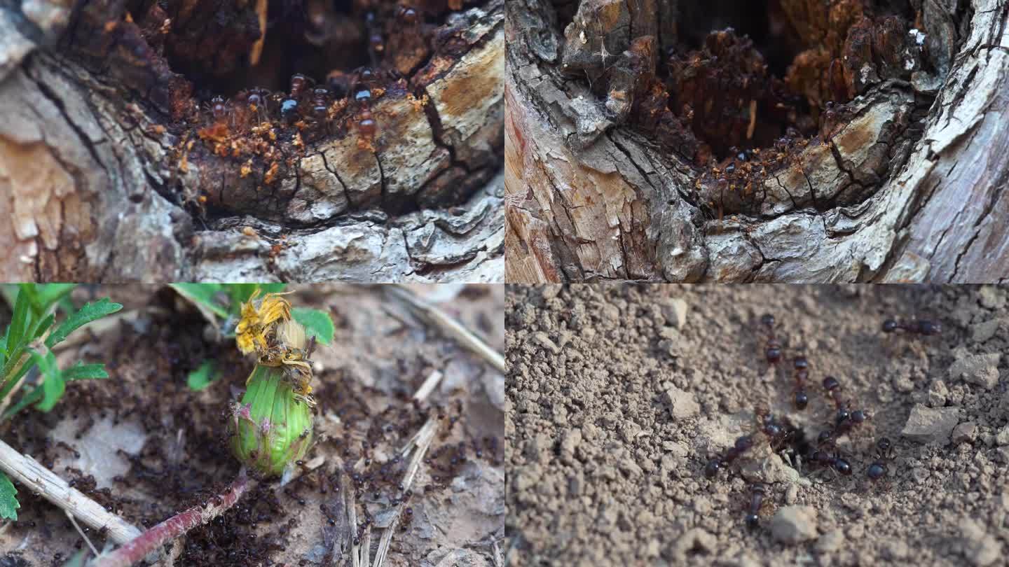 蚂蚁打树洞