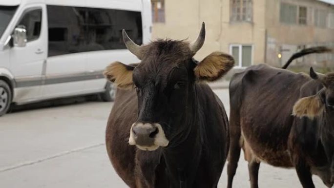佐治亚州梅斯蒂亚市街头的奶牛