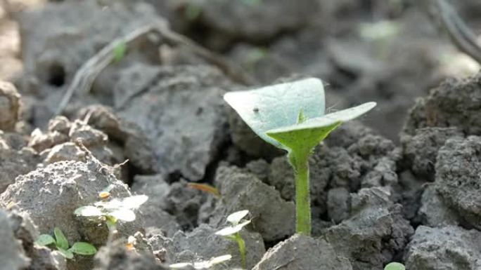 地面中新种植物的胚芽