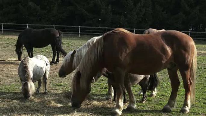 Group of horses eating hay in an arid field on sun