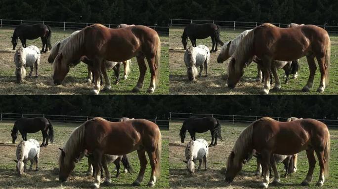 Group of horses eating hay in an arid field on sun