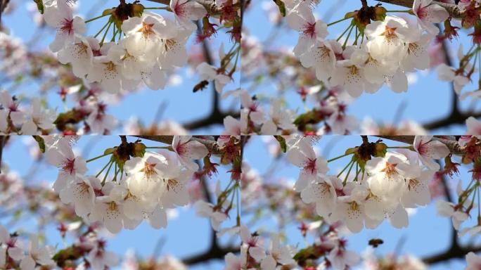 将樱花花集中在树枝上