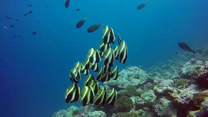马尔代夫水下清晰海底背景下的鱼群。