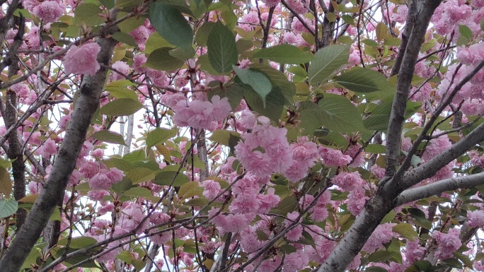 实拍春天樱花盛开花朵植物 (4)