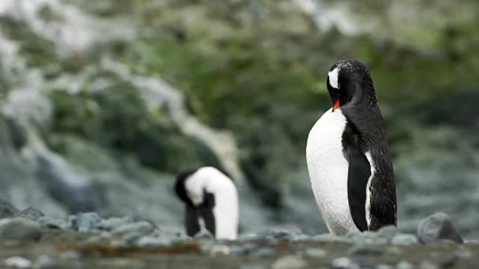 单下巴企鹅站在美丽的蓝色水和冰山上