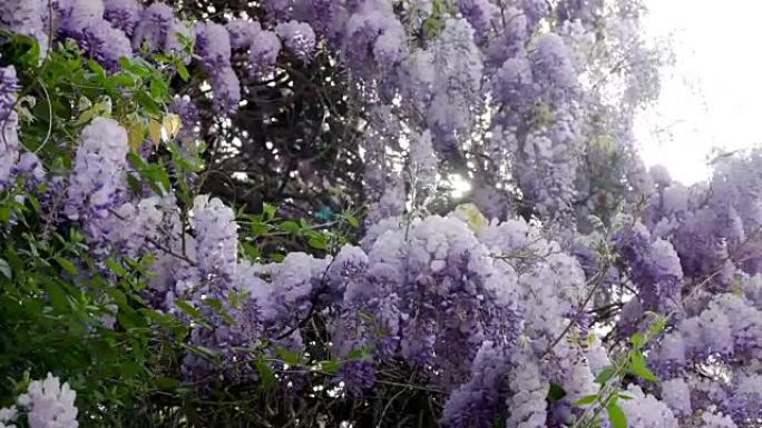 春天盛开的紫罗兰紫藤树