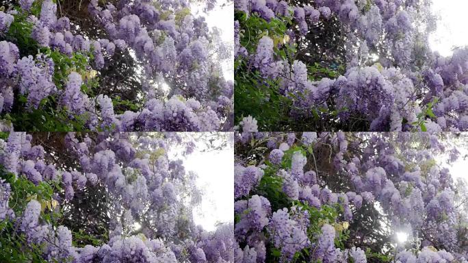 春天盛开的紫罗兰紫藤树