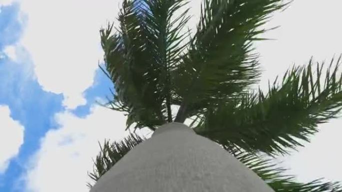 棕榈树逆天随风移动的4k视频