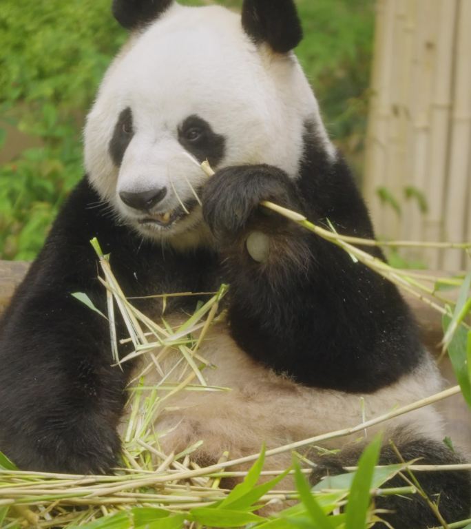 韩国爱宝乐园-爱宝大熊猫