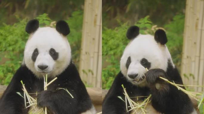韩国爱宝乐园-爱宝大熊猫