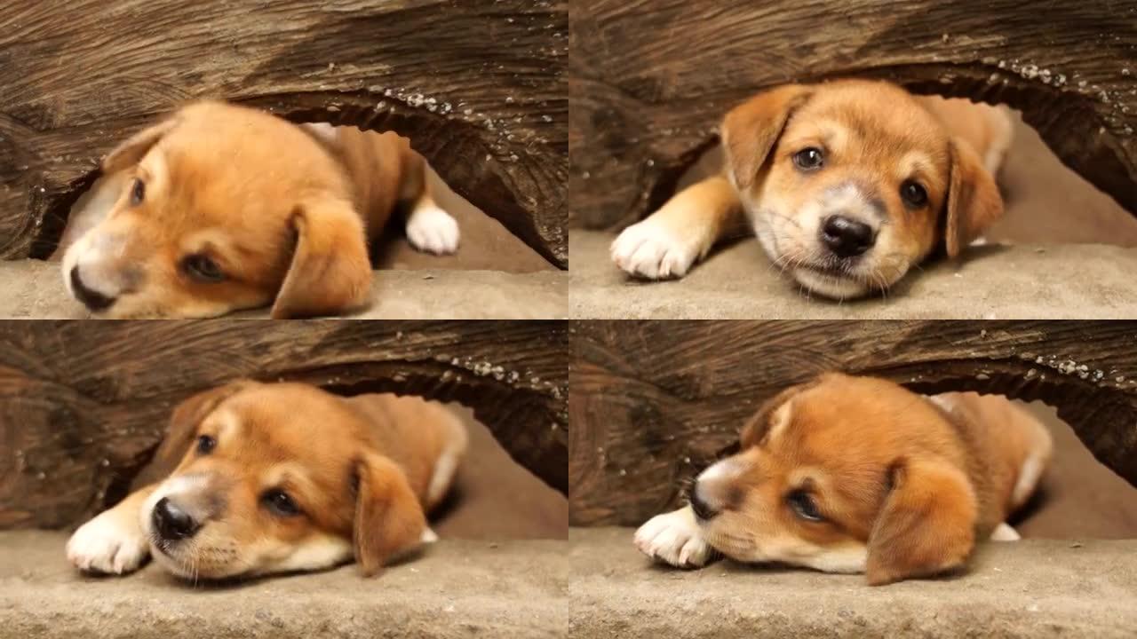 年轻可爱的棕色小狗透过木洞窥视。特写