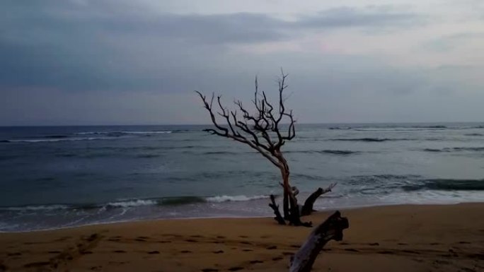 茂宜岛海滩上枯树上方的暴风雨天空