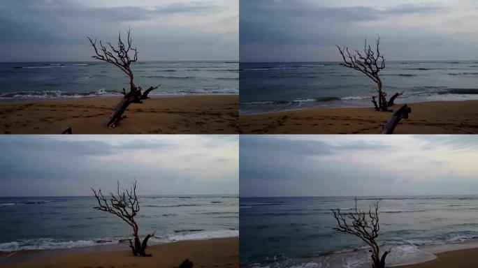 茂宜岛海滩上枯树上方的暴风雨天空
