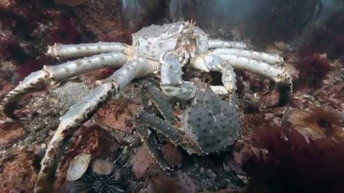海底交配巨型帝王蟹。