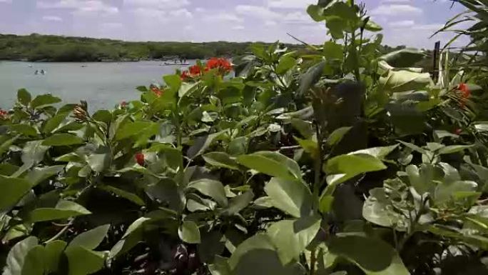 图勒姆Xel-Ha，泻湖浮潜天堂，视频osmo 4K