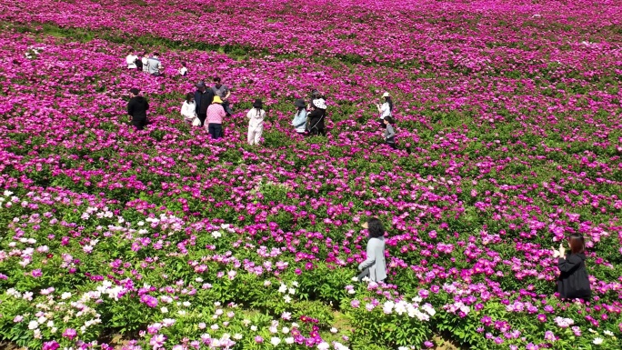 芍药花