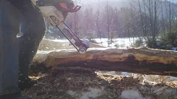 在阳光明媚的冬季森林中，无法识别的人用电锯打磨原木。木匠为建筑项目加工一块木头。木结构建筑工程。慢动