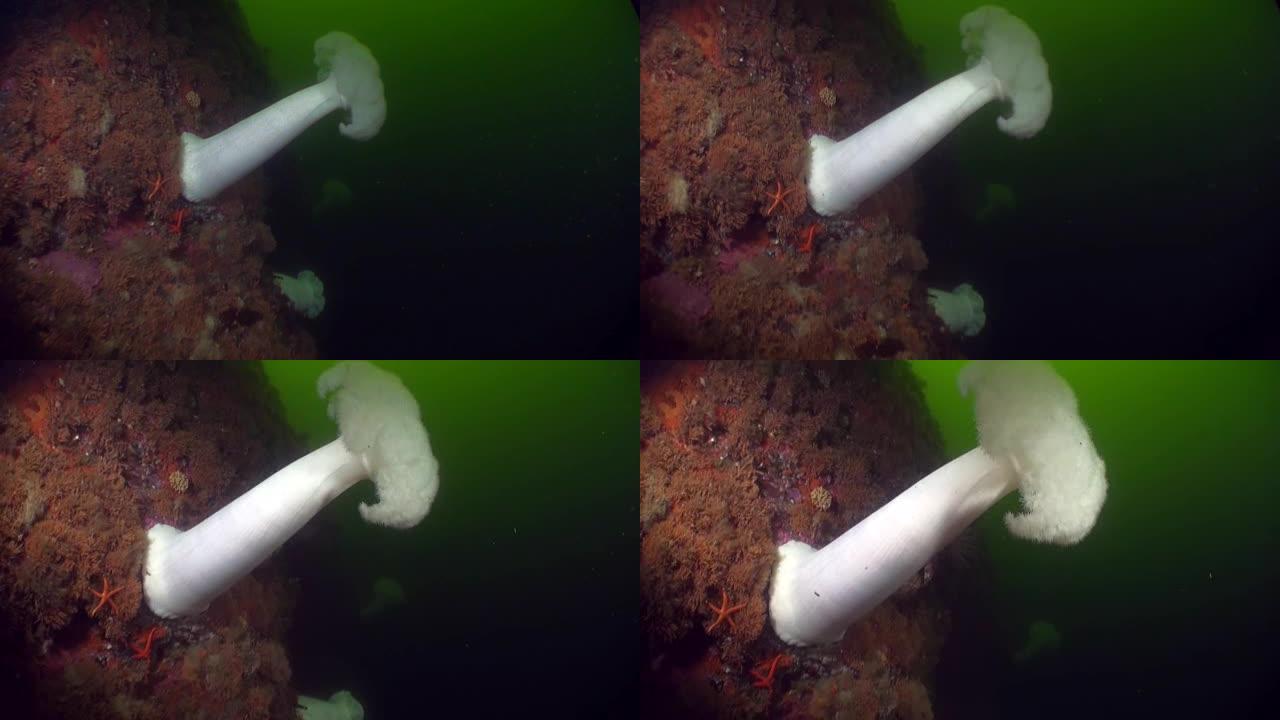 阿拉斯加海洋水下背景海底的白色actinia海葵。