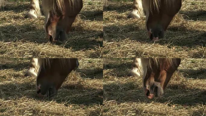 Horse feeding young horse eat grass. Horses at hor