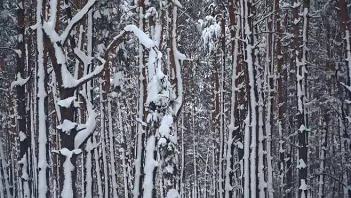 冬天。松雪覆盖的森林