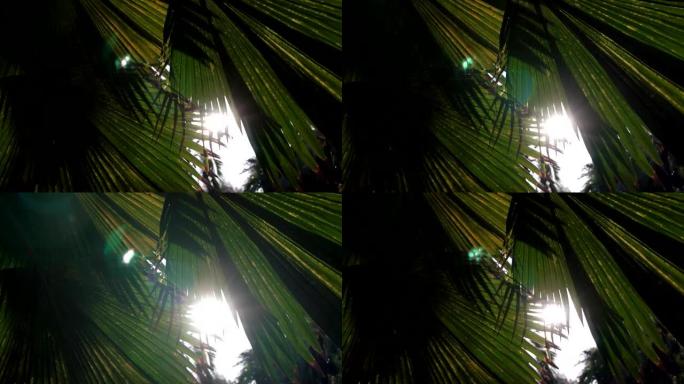 亚洲公园的日落。阳光透过棕榈树的绿色叶子。微风轻拂树叶