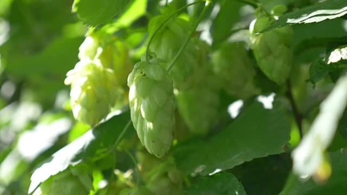 4k种植园上的啤酒花树枝