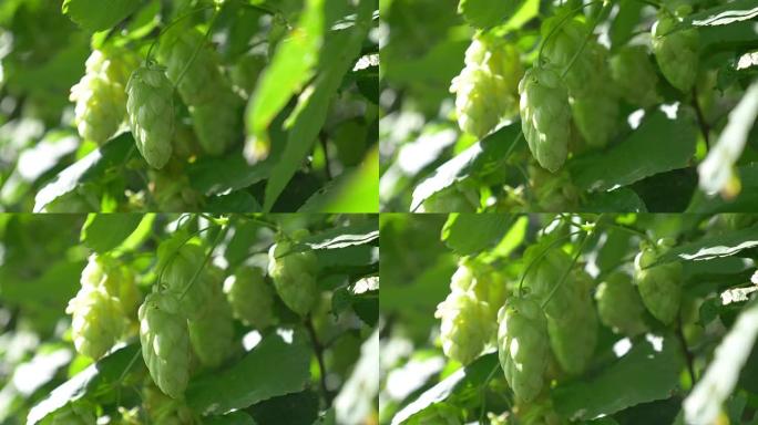 4k种植园上的啤酒花树枝