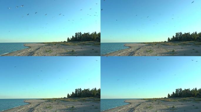 海滩上的一群海鸥在相机上飞行