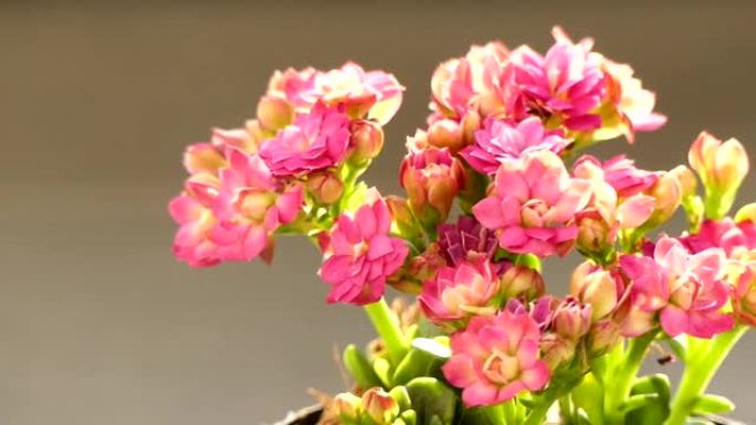 温暖阳光下的粉红色花朵