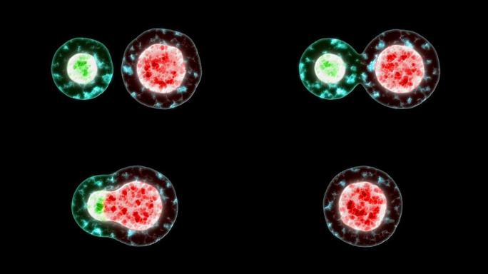 显微镜下的细胞细胞分裂动画