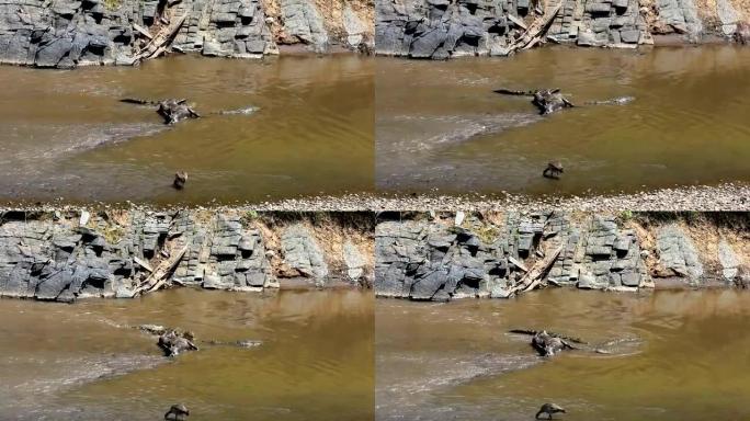 肯尼亚的大牛羚迁徙-鳄鱼觅食