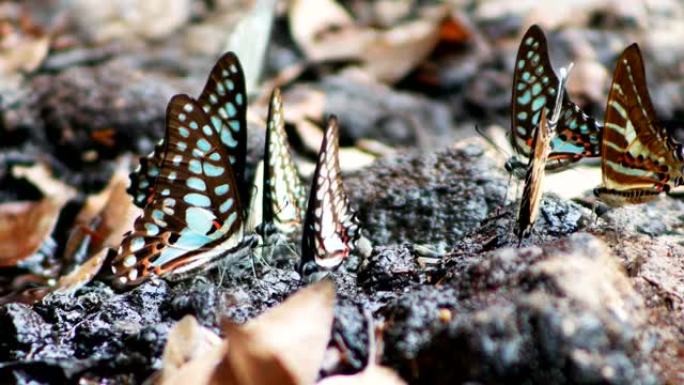 考艾国家公园4k地面上的蝴蝶
