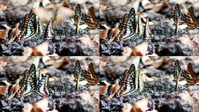 考艾国家公园4k地面上的蝴蝶