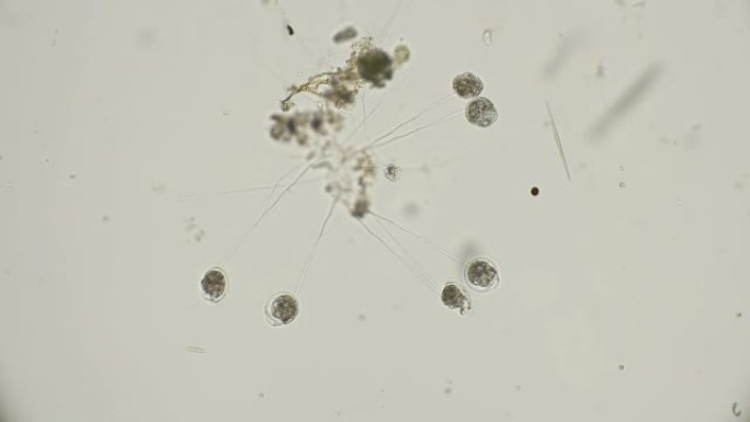 在显微镜下吸吮微生物的菌落