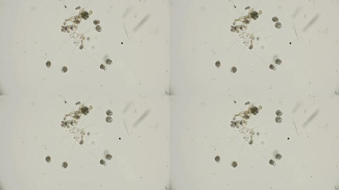 在显微镜下吸吮微生物的菌落