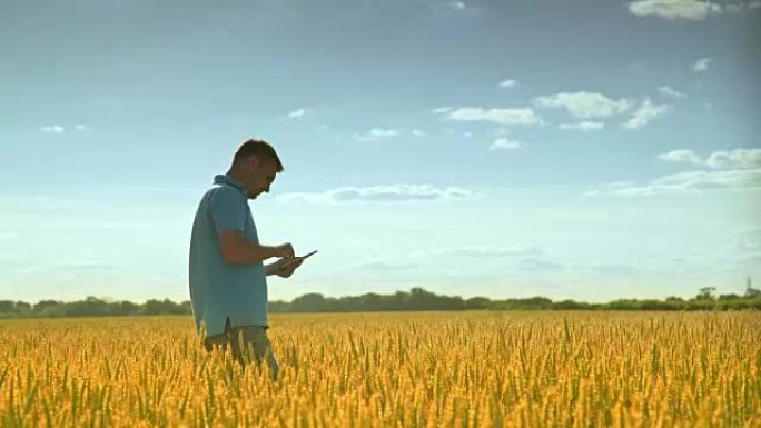 农业企业工人在收获地里触摸ipad。在小麦中使用药片的人